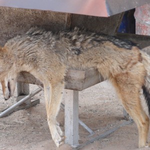 Hunting Black-backed Jackal in Namibia