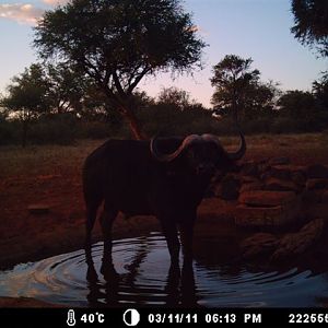 Buffalo at Tally Ho Game Ranch South Africa