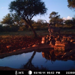 Kudu at Tally Ho Game Ranch South Africa