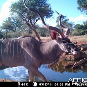 Kudu at Tally Ho Game Ranch South Africa