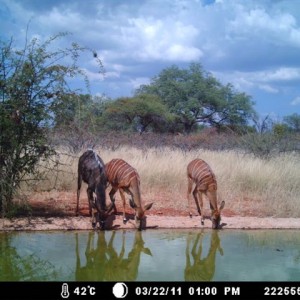 Nyala at Tally Ho Game Ranch South Africa