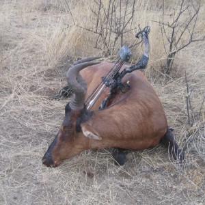 Bowhunting Hartebeest in Namibia