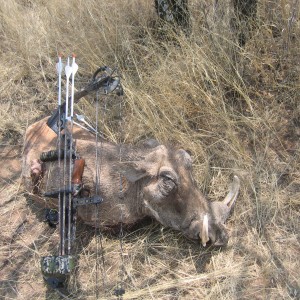 Bowhunting Warthog in Namibia