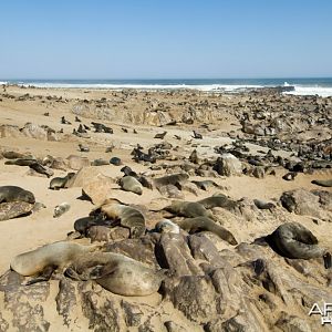 Cape Fur Seal Namibia
