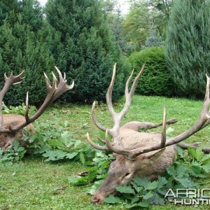 Large European Red Stags