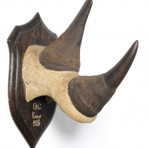 Black Rhinoceros Horns