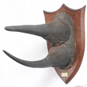 Black Rhinoceros Horns