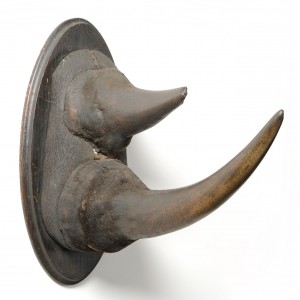 Black Rhinoceros Horns