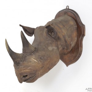 Black Rhinoceros Taxidermy Mount