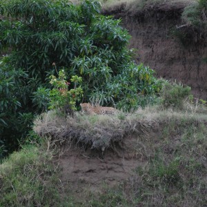 Leopard Tanzania