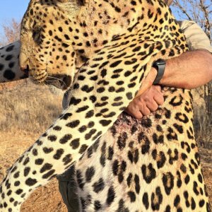 Leopard Hound Hunt Botswana
