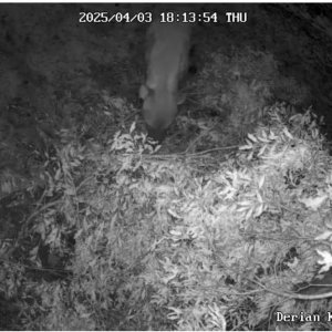 Spotted Hyena Trail Camera