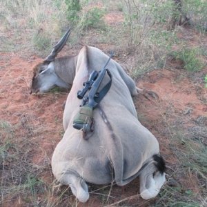 Eland Hunting