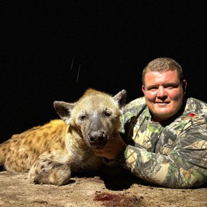 Spotted Hyena Hunt South Africa