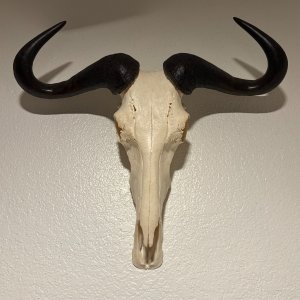 Blue Wildebeest Skull Mount Taxidermy