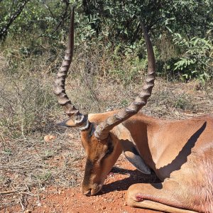 Impala Hunting South Africa
