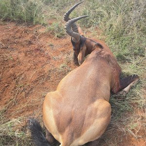 Red Hartebeest Hunting South Africa