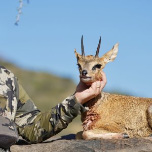 Klipspringer Hunt Namibia