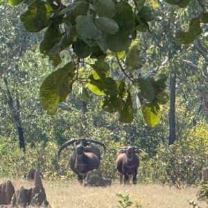 Water Buffalo Cows Australia