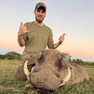 Warthog Hunt South Africa