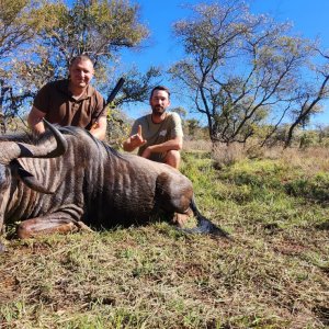 Blue Wildebeest Hunt South Africa