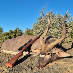 Nyala Hunt Eastern Cape South Africa
