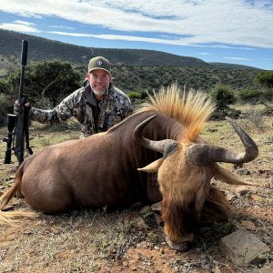 Golden Wildebeest Hunt Eastern Cape South Africa
