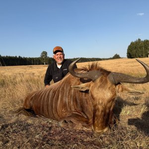 Wildebeest Hunt Kwa-Zulu Natal South Africa