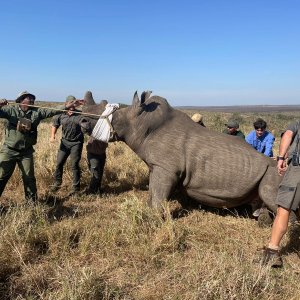 White Rhino Rolaction South Africa