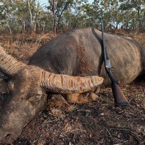 Water Buffalo Hunt Australia