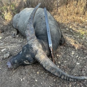 Double Rifle Water Buffalo Hunt Australia