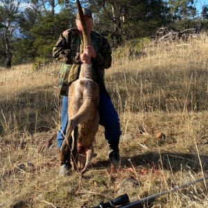 Hunting Kangaroo