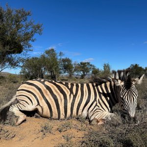 Zebra Hunt South Africa