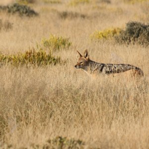Jackal In Grass Etosha Namibia