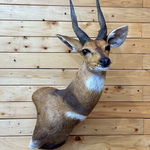 Nile Bushbuck Shoulder Pedestal Mount Taxidermy