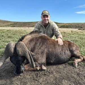 Black Wildebeest Hunting Eastern Cape South Africa