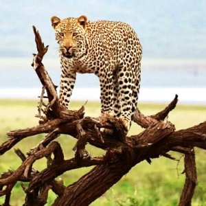 Leopard South Africa