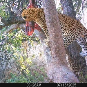 Leopard Trail Camera Namibia
