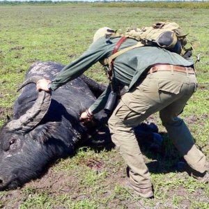 Water Buffalo Hunt Brazil