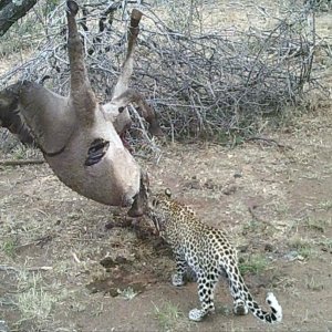 Leopard on bait