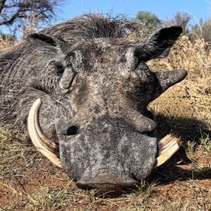 Warthog Hunt South Africa