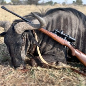 Blue Wildebeest Hunt South Africa