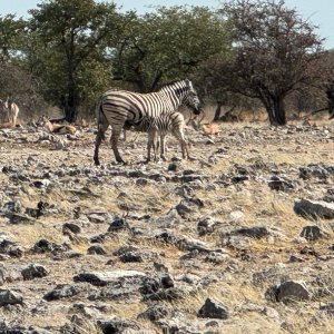 Zebra Etosha National Park Namibia