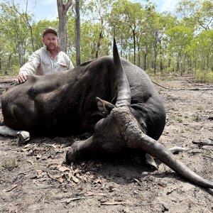 Banteng Hunt Australia