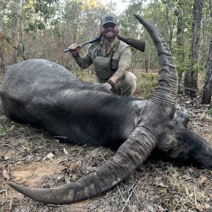 Water Buffalo Hunt Australia