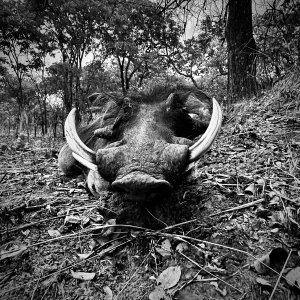 Warthog Hunt Zambia