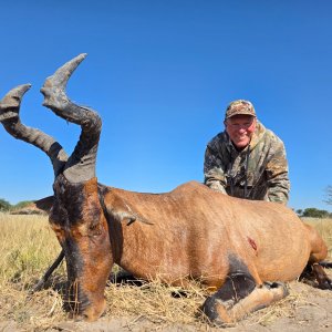 Red Hartebeest Hunt Botswana