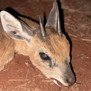 Duiker Hunt South Africa