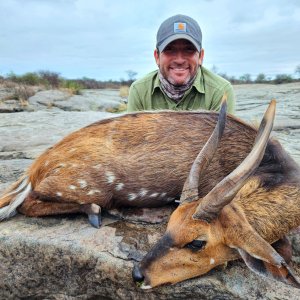 Bushbuck Ram South Africa with Bayly Sippel Safaris