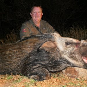 Bushpig boar South Africa with Bayly Sippel Safaris